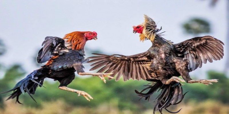 tran da ga 24 ty 3 Những thông tin về trận đá gà 24 tỷ