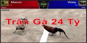 Sức hấp dẫn của trận đá gà 24 tỷ